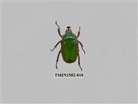 藏品(臺灣扇角金龜)的圖片